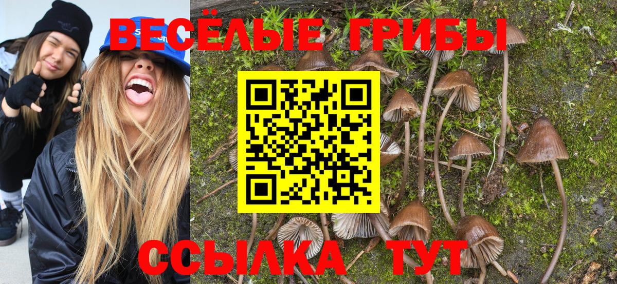 Псилоцибиновые грибы Cubensis Лесосибирск